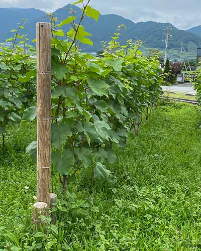 勝沼日帰り旅マグヴィスワイナリー