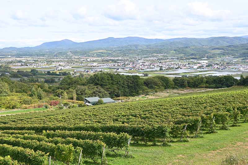 日本ワイン北海道